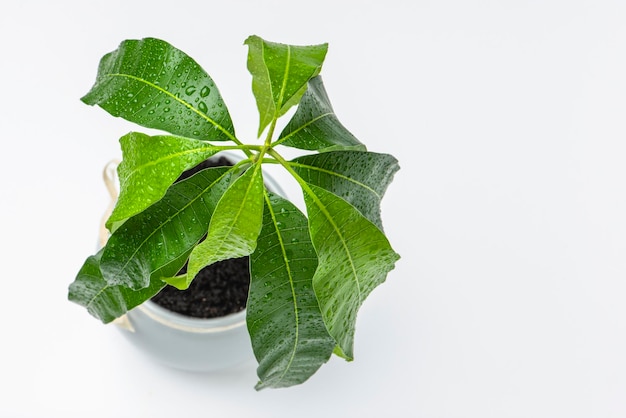 Een mangoboom groeit in een bloempot op een witte achtergrondzaailing van exotisch fruit in een bloempot en...