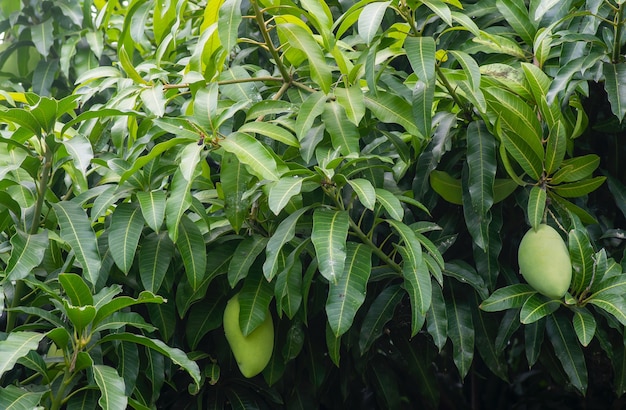 Een mangoboom (Mangifera indica) met groene bladeren en rauw fruit
