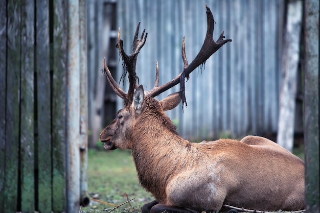 Een mannelijk edelhert leeft in een dierentuin In houten hekken