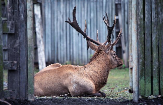 Een mannelijk edelhert leeft in een dierentuin In houten hekken