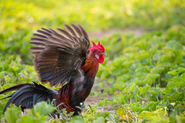 Een mannelijk oerwoudhoen foerageert op de boerderij op een heuvel waar een vruchtbaar bos is