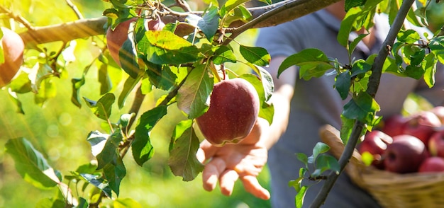 Een mannelijke boer oogst appels selectieve aandacht