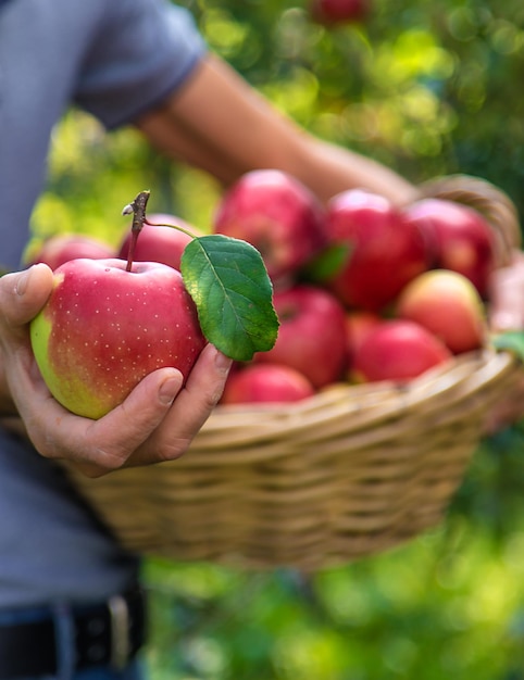 Een mannelijke boer oogst appels Selectieve aandacht