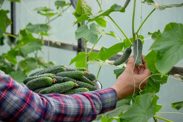 Een mannelijke boer oogst komkommers in een kas Selectieve focus