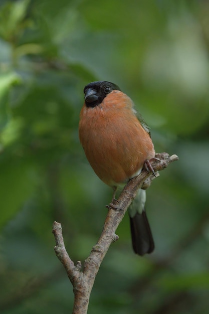 Foto een mannelijke bullfinch die op een boom zit