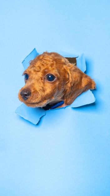 Een mannelijke chocolade kleine puppy poedel hond fotoshoot studio huisdier fotografie met concept dat blauwe papieren kop er doorheen breekt met uitdrukking