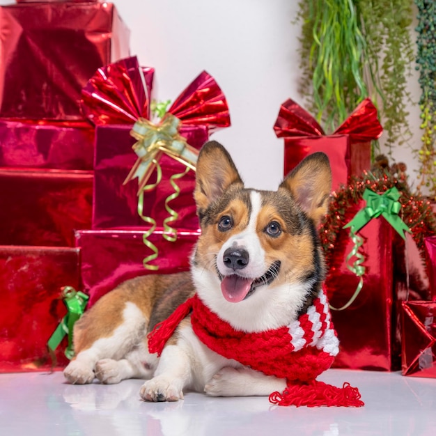 Een mannelijke corgi pembroke welsh fotoshoot huisdier fotografie studio achtergrond kerst thema jurk en decoratie