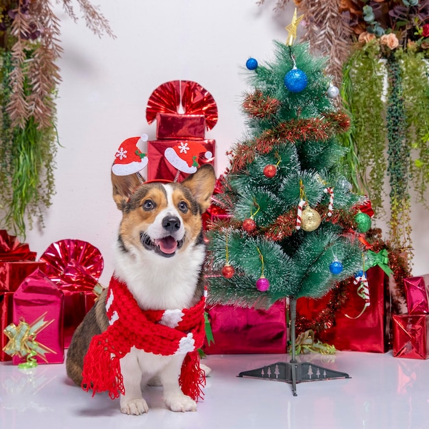 Een mannelijke corgi pembroke welsh fotoshoot huisdier fotografie studio achtergrond kerst thema jurk en decoratie