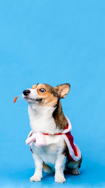 Een mannelijke corgi pembroke welsh fotoshoot huisdier fotografie studio geïsoleerd met blauwe achtergrond kerst thema jurk en decoratie