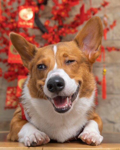 Een mannelijke corgi pembroke welsh fotoshoot huisdier fotografie studio geïsoleerd met blauwe achtergrond kerst thema jurk en decoratie