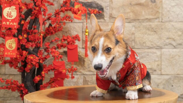 Een mannelijke corgi pembroke welsh fotoshoot huisdier fotografie studio geïsoleerd met blauwe achtergrond kerst thema jurk en decoratie