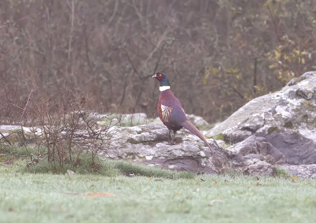 Een mannelijke fazant op het stenen portret kijkt in de camera.