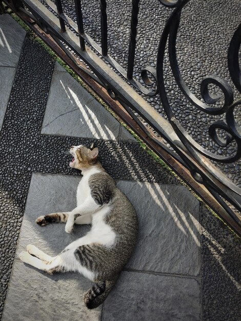 Foto een mannelijke kat die gaapt terwijl hij op de vloer bij het hek ligt