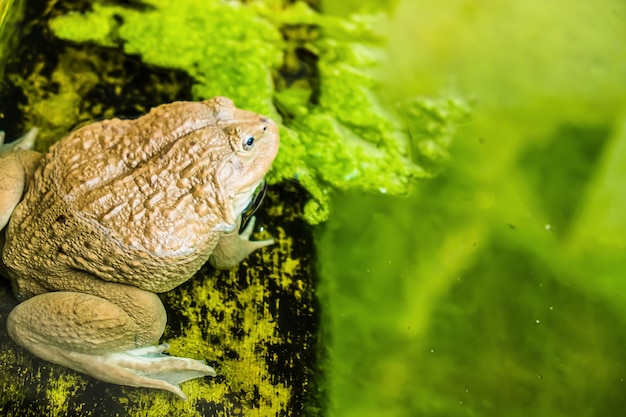 Een mannelijke pad in watervijver op het blad dierlijk wild