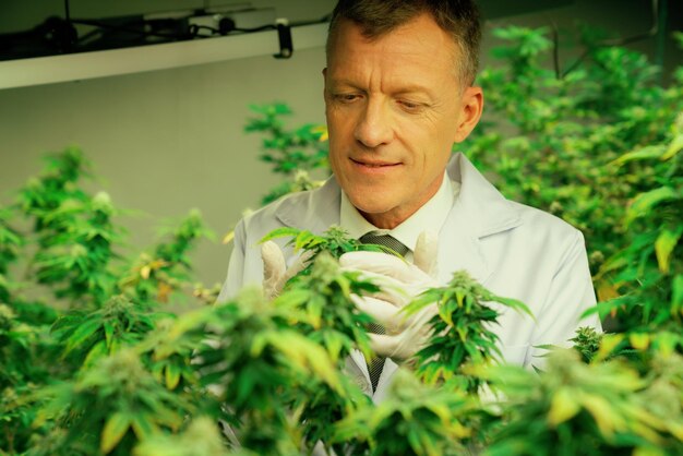 Een mannelijke wetenschapper inspecteert de verheugende bladeren van de cannabisplant