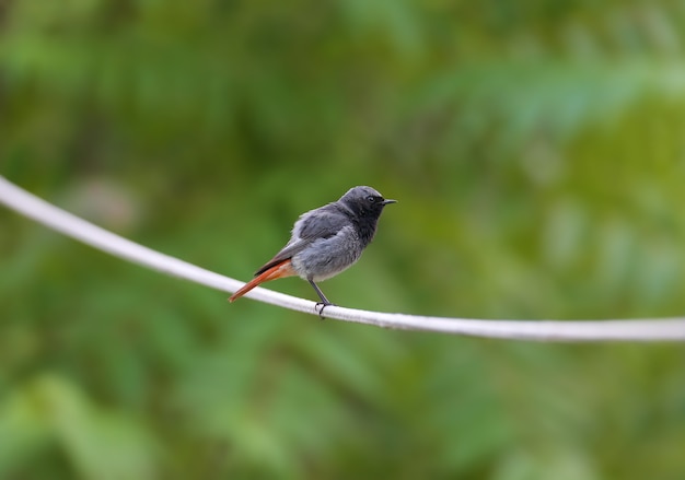 Een mannelijke zwarte roodstaart (Phoenicurus ochruros) op het dak van een huis en een waslijn