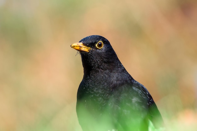 Foto een mannelijke zwarte vogel close-up