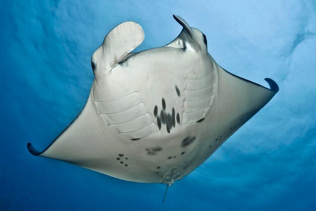 Foto een mantarog zwemt in de blauwe oceaan.