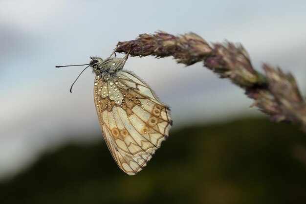 Foto een marmeren witte vlindervrouw
