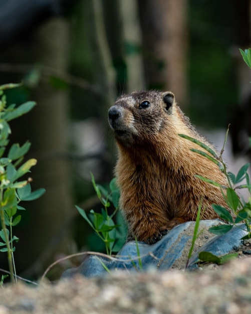 Foto een marmot met een gele buik steekt zijn hoofd uit een hol