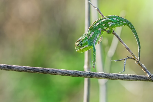 Een mediterrane kameleon, Chamaeleo chamaeleon, rekt zich uit en vormt een boog terwijl deze op een venkel beweegt