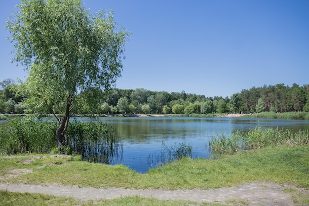 Een meer in het zomerbos