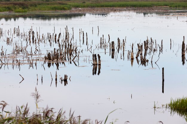 Een meer met verschillende planten en boomstammen in de zomer, een meer bij bewolkt weer