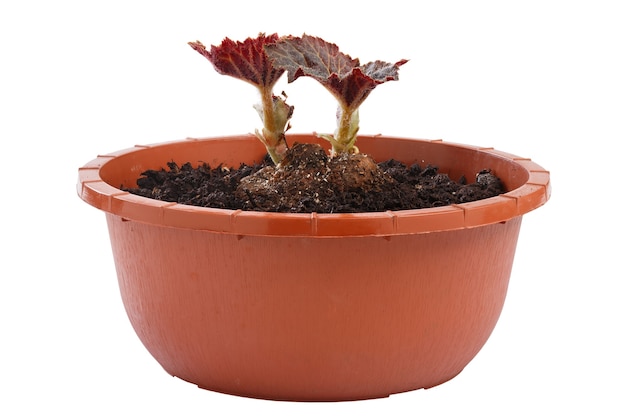 Een meerjarige begonia plant in een bloempot geïsoleerd op een witte achtergrond