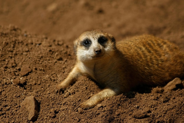 Foto een meerkat die in het vuil ligt met een hart op de bodem.