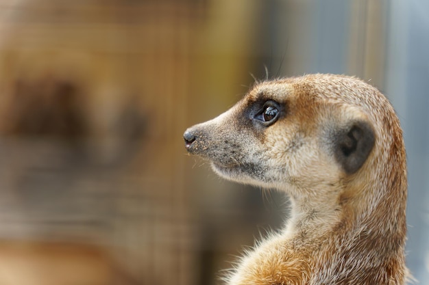 Een meerkat in de dierentuin Het leven van dieren in een kooi voor het vermaak van mensen Zorg voor zeldzame diersoorten