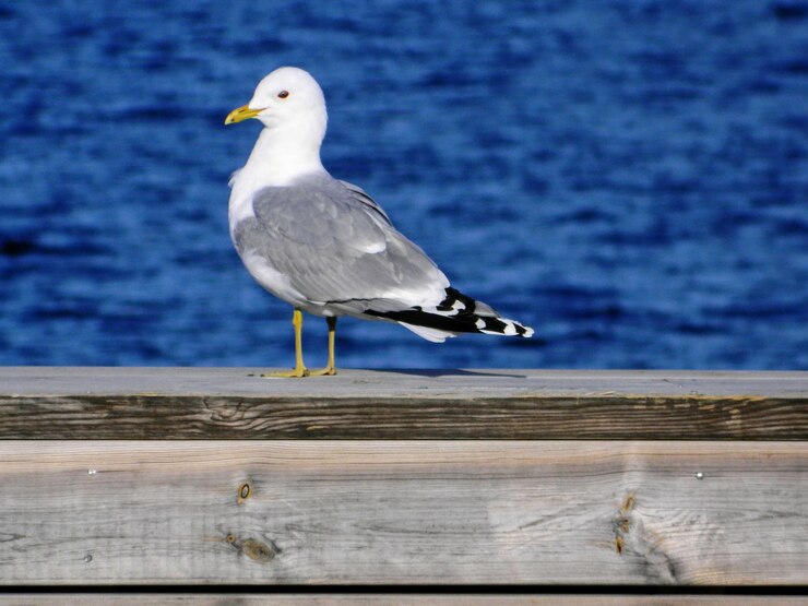Foto een meeuw die op de kust zit