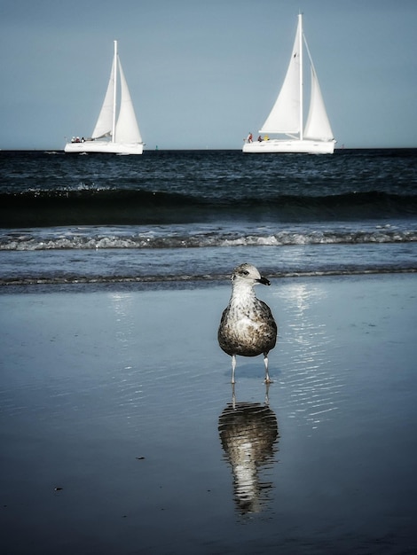 Foto een meeuw die op een boot in de zee zit