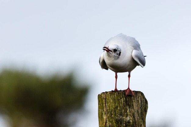Een meeuw die op een houten paal zit tegen een heldere lucht.