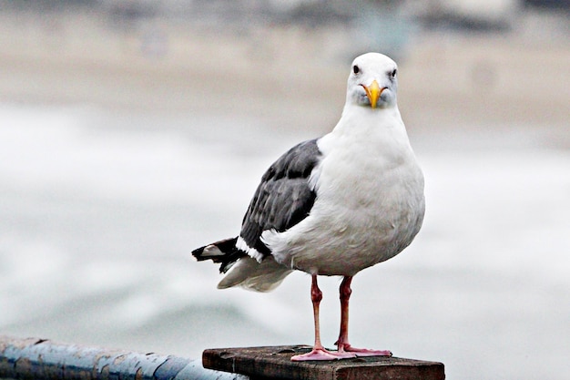 Een meeuw die op een houten paal zit