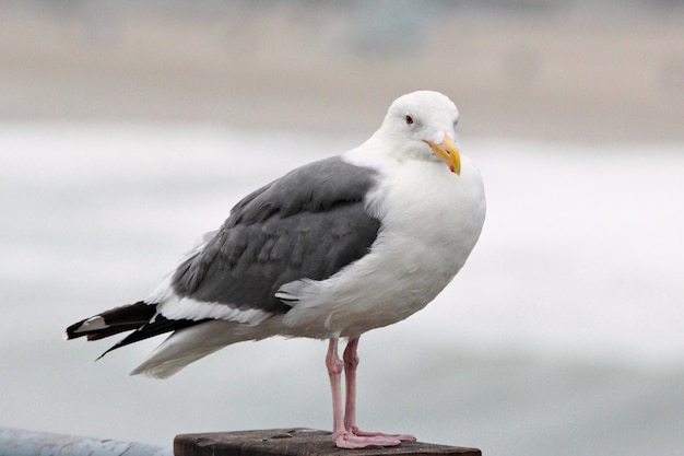 Een meeuw die op een houten paal zit