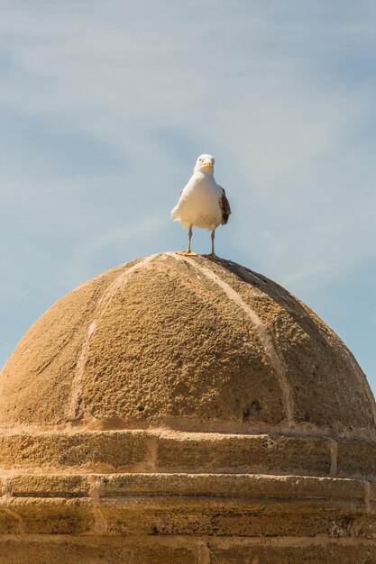 Foto een meeuw die op een rots zit.