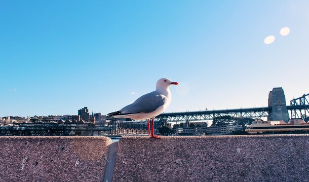 Foto een meeuw die op een stad zit.