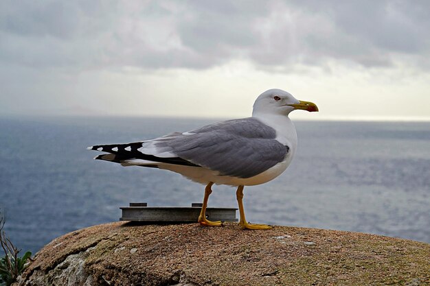 Foto een meeuw die op een steunmuur zit tegen de zee tegen de lucht.