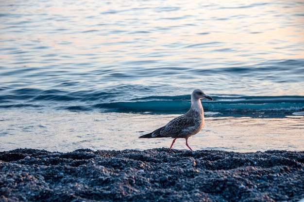 Een meeuw die op een strand zit