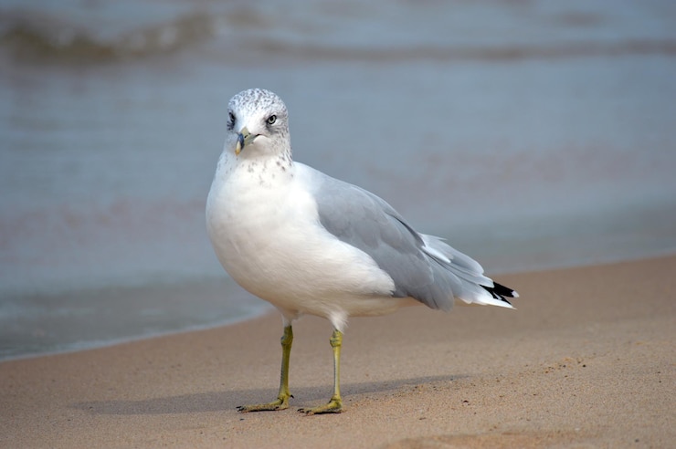 Foto een meeuw die op een strand zit.