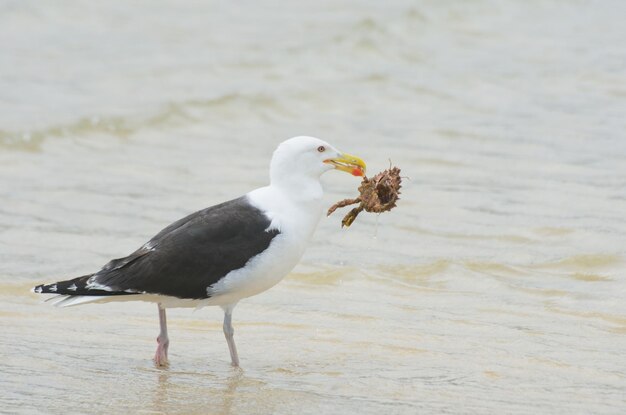 Een meeuw die op een strand zit