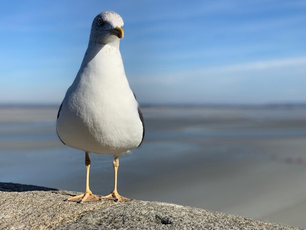 Foto een meeuw die op een strand zit