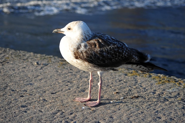 Foto een meeuw die op een strand zit