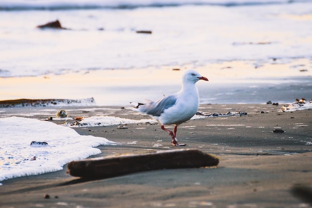 Een meeuw die op het strand zit