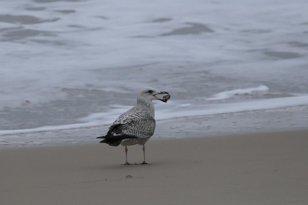 Foto een meeuw die op het strand zit