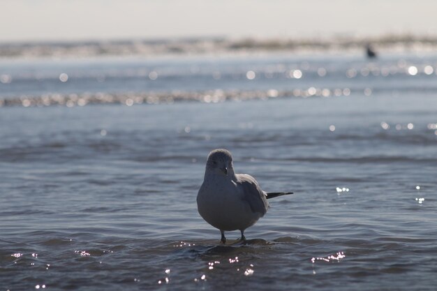 Foto een meeuw die op zee zit.