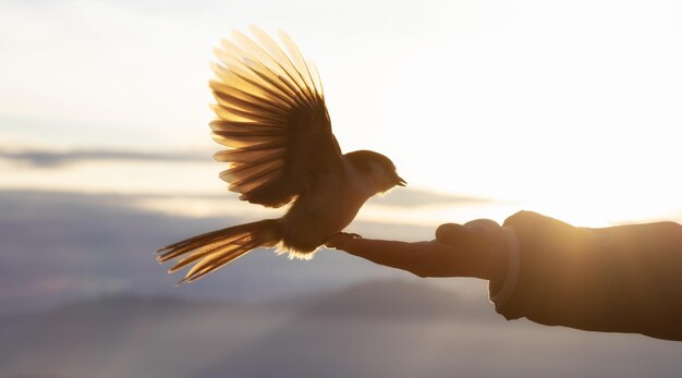 Foto een meeuw die tijdens de zonsondergang tegen de lucht vliegt