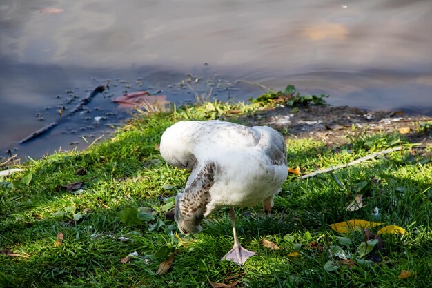 Een meeuw poetst veren op de kust