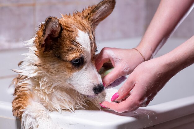 Foto een meisje badt een kleine pembroke welsh corgi puppy in de douche een meisje wast een hond39s poten met een spons borstel gelukkige kleine hond concept van zorg dierenleven gezondheid show hondenras