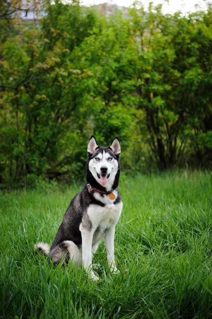 Een meisje en haar hond husky wandelen in een park